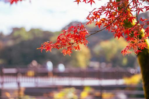 紅葉 紅葉の写真