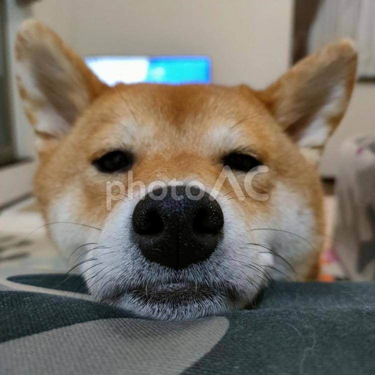 あご乗せブサカワな柴犬くるみです！ 犬,柴犬,シバの写真素材