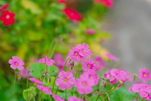 可憐なオキザリス・ボーウィーの花 可憐なオキザリス・ボーウィーの花の写真