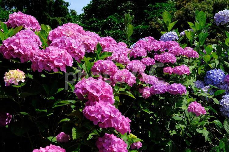 世界の梅公園　あじさい あじさい,アジサイ,紫陽花の写真素材