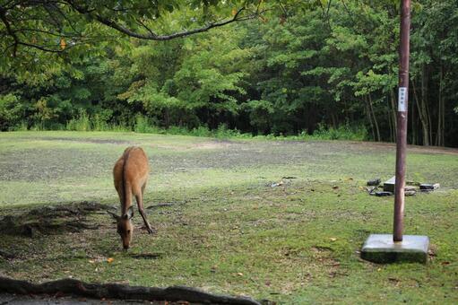 Photo, wild animals, grass, mammalian, 