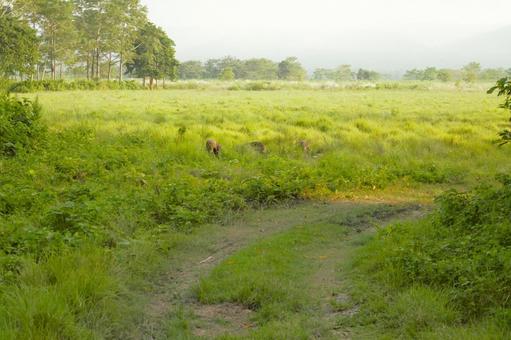 チトワン国立公園 ネパール 13 チトワン国立公園 ネパール 13 チトワン,国立公園,ネパールの写真素材