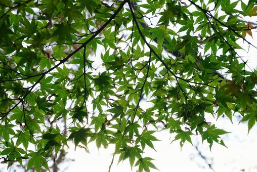 モミジ モミジ,葉,植物の写真素材