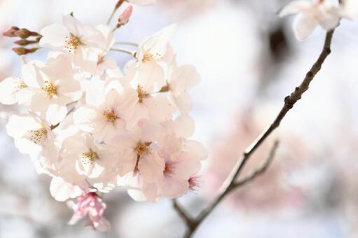 桜 桜の写真