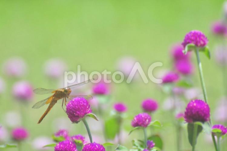 ショウジョウトンボとセンニチコウ 花,トンボ,センニチコウの写真素材