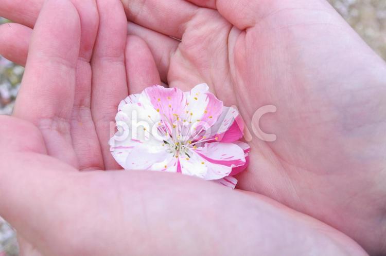 梅の花を持つ男性の手元１ 花,梅,うめの写真素材