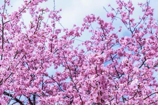 一足早い春を告げる早咲きで満開の桜の花 一足早い春を告げる早咲きで満開の桜の花の写真