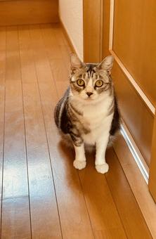 見つめる猫 ねこ,かわいい,ふわふわの写真素材