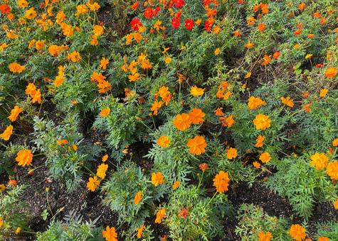 コスモスアップ1_オレンジ・赤_711Cの写真