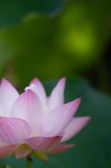 幻想的なピンクのハスの花 幻想的なピンクのハスの花の写真