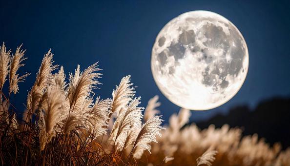 満月の夜のススキ 満月の夜のススキの写真
