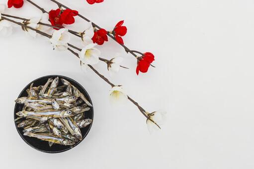 田作りと紅白梅（正月） 田作り,ごまめ,煮干しの写真素材