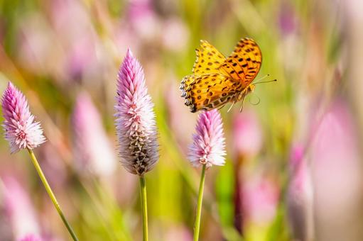 ツマグロヒョウモン(105) ツマグロヒョウモン(105)の写真