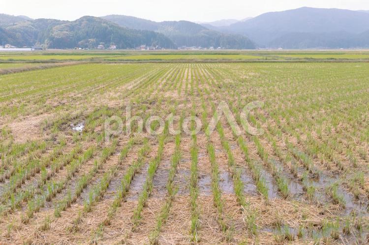 稲刈り後の田んぼ 田んぼ,稲刈り,秋の田んぼの写真素材