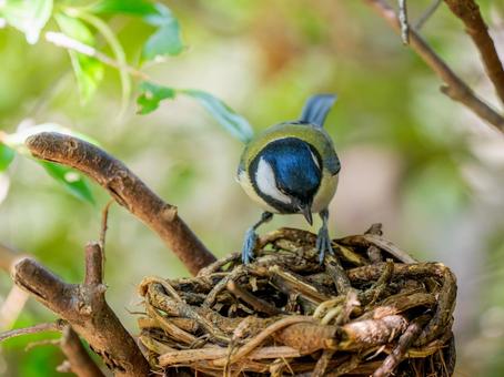 カゴにとまるシジュウカラの写真