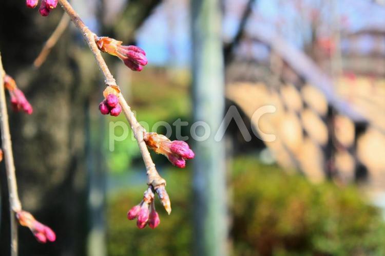 梅の花の蕾 梅,梅の花,木の写真素材