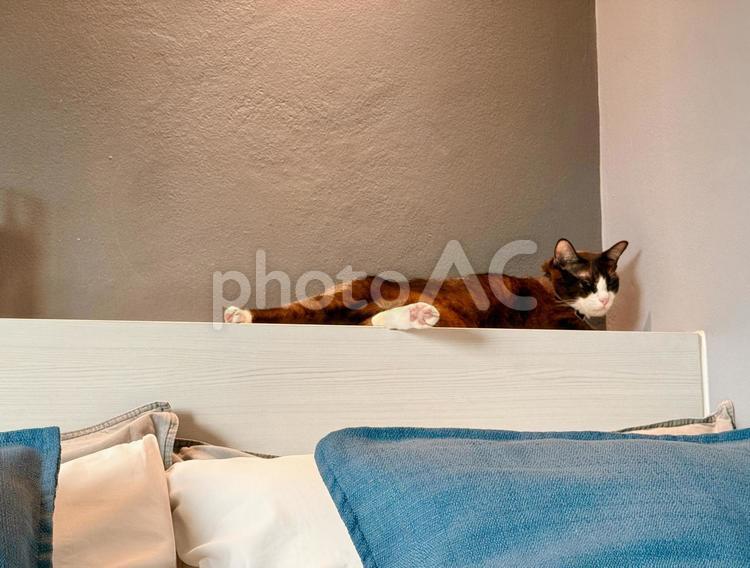 ベッドの上で眠る黒猫 猫,ねこ,ネコの写真素材