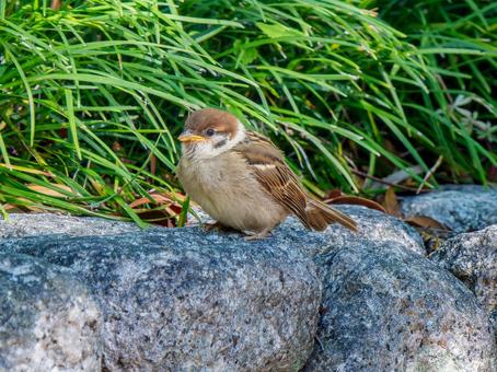 地面を歩くスズメ 地面を歩くスズメ スズメ,雀,鳥の写真素材