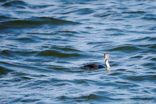 カンムリカイツブリの若鳥⑶ カンムリカイツブリの若鳥⑶の写真