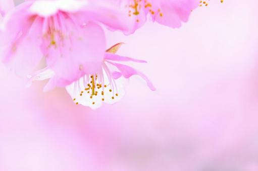 幻想的なピンク色の世界 河津桜 幻想的なピンク色の世界 河津桜の写真