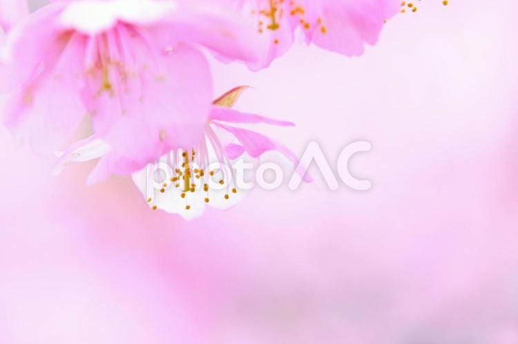 幻想的なピンク色の世界　河津桜 春の素材,春の景色,春の風景の写真素材