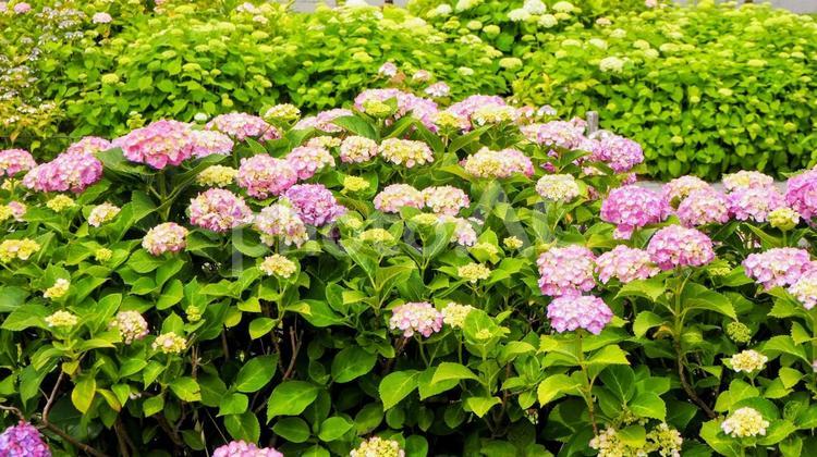 旧中川河畔のアジサイの花（江東区・亀戸） 初夏,紫陽花,旧中川水辺公園の写真素材