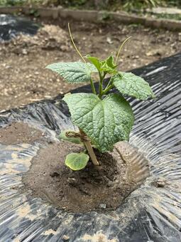 キュウリの苗 キュウリ,苗,野菜の写真素材