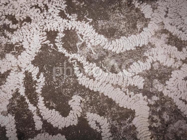 カタツムリの食痕 食痕,カタツムリ,歯舌の写真素材