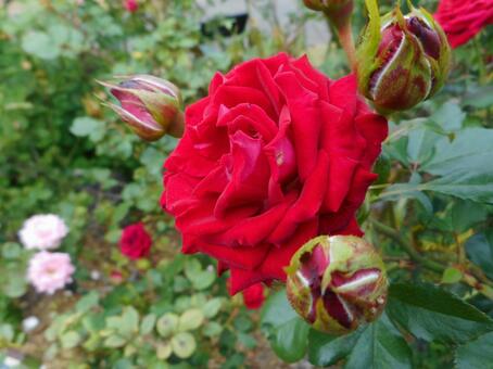 日本生まれの赤い薔薇・キャンディレッドの写真