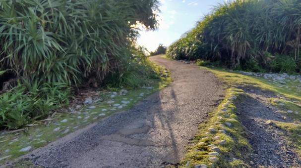 海へと続くアダンに囲まれた小径 景色,自然,風景の写真素材