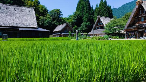 夏の田園と茅葺屋根を重ねて 田園,稲作,菅沼合掌造り集落の写真素材