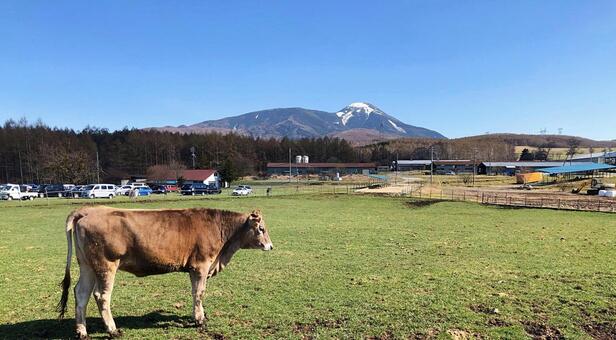 長門牧場で過ごす牛と自然の風景 牛,牧場,長門牧場の写真素材