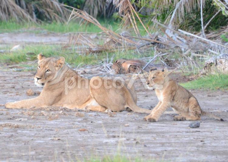 アフリカ　サファリ　ライオン　野生動物 ライオン,ライオンの親子,アフリカの写真素材