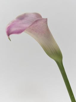 ピンク色のカラーの花 ピンク色のカラーの花の写真