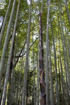竹林 竹林,竹,植物の写真素材