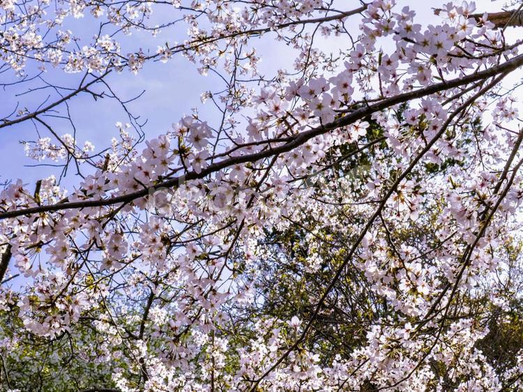 静岡県の華やかな桜 桜,日本平,お花の写真素材