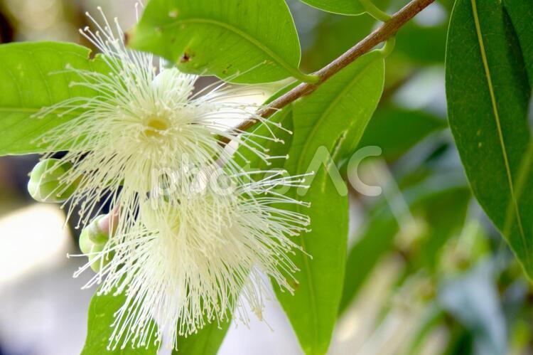 植物　熱帯果樹　白い花　フトモモ　ローズアップル 植物,熱帯植物,果樹の写真素材
