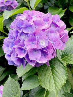 紫陽花 紫陽花の写真