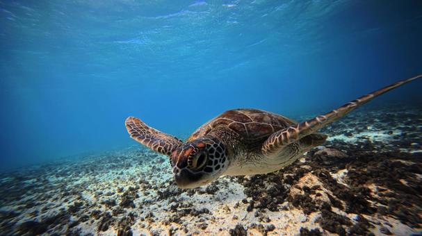 カメ 亀,タートル,海の中の写真素材