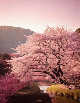 さくらと池のある風景 さくらと池のある風景の写真