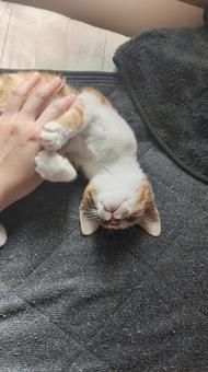 子猫 子猫の写真
