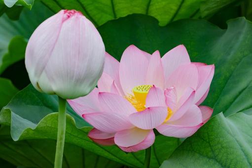 Lotus, JPG Lotus, JPG