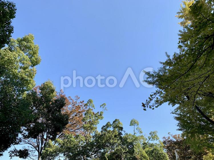 秋の木と青空 秋,空,木の写真素材