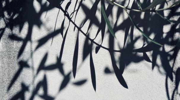 オリーブの木の枝と葉 美しいシルエット オリーブの木の枝と葉 美しいシルエットの写真