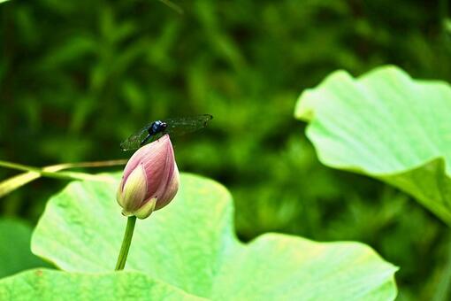 大賀ハスとトンボ ハス,蓮の花,蓮の写真素材