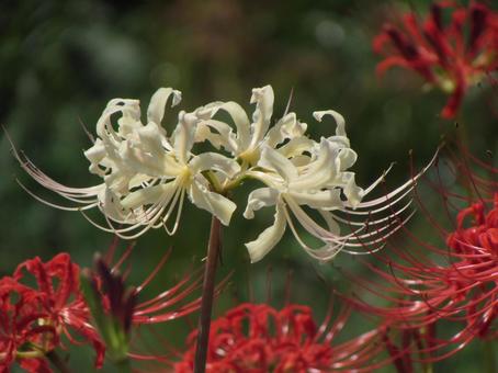 白いヒガンバナdの写真