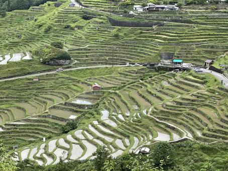田植えの丸山千枚田 棚田 田植えの丸山千枚田 棚田の写真