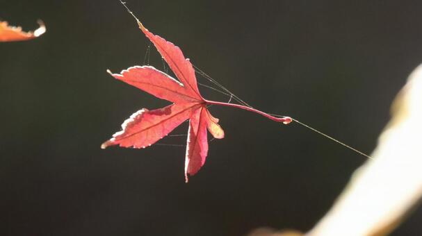 ネイチャーデザイン、紅葉の風 ネイチャーデザイン、紅葉の風 bamboo,ecology,gardenの写真素材