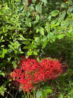 鮮やかな赤の彼岸花とコピースペース 彼岸花,赤,植物の写真素材