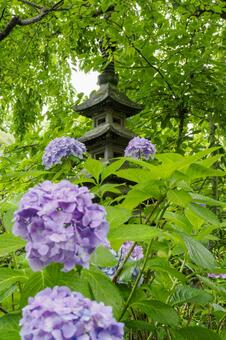 雨の資福寺⑼ 花,アジサイ,石塔の写真素材